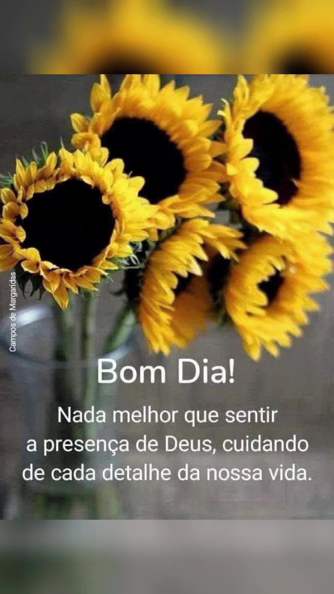 @Valdirene Soares 37