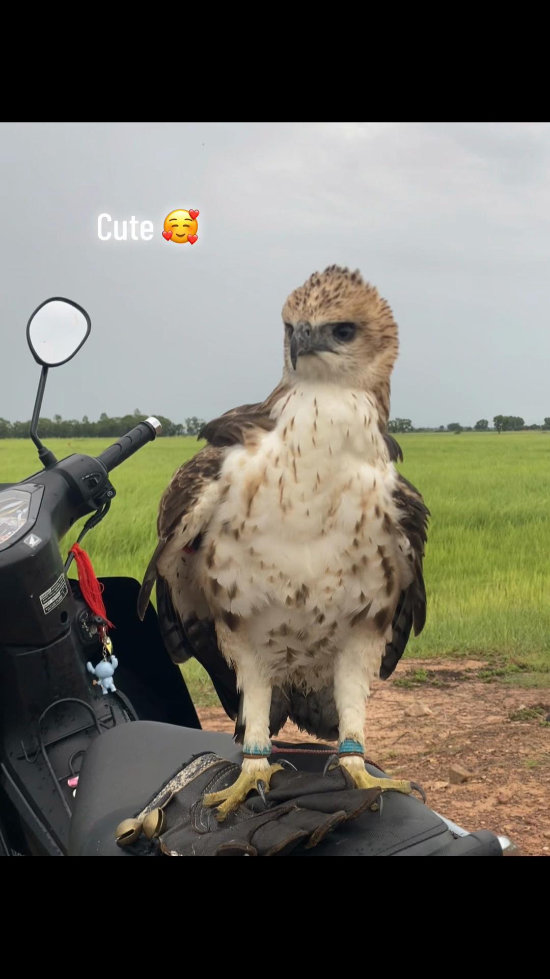 @SOPHAT FALCONER ❤️📲
