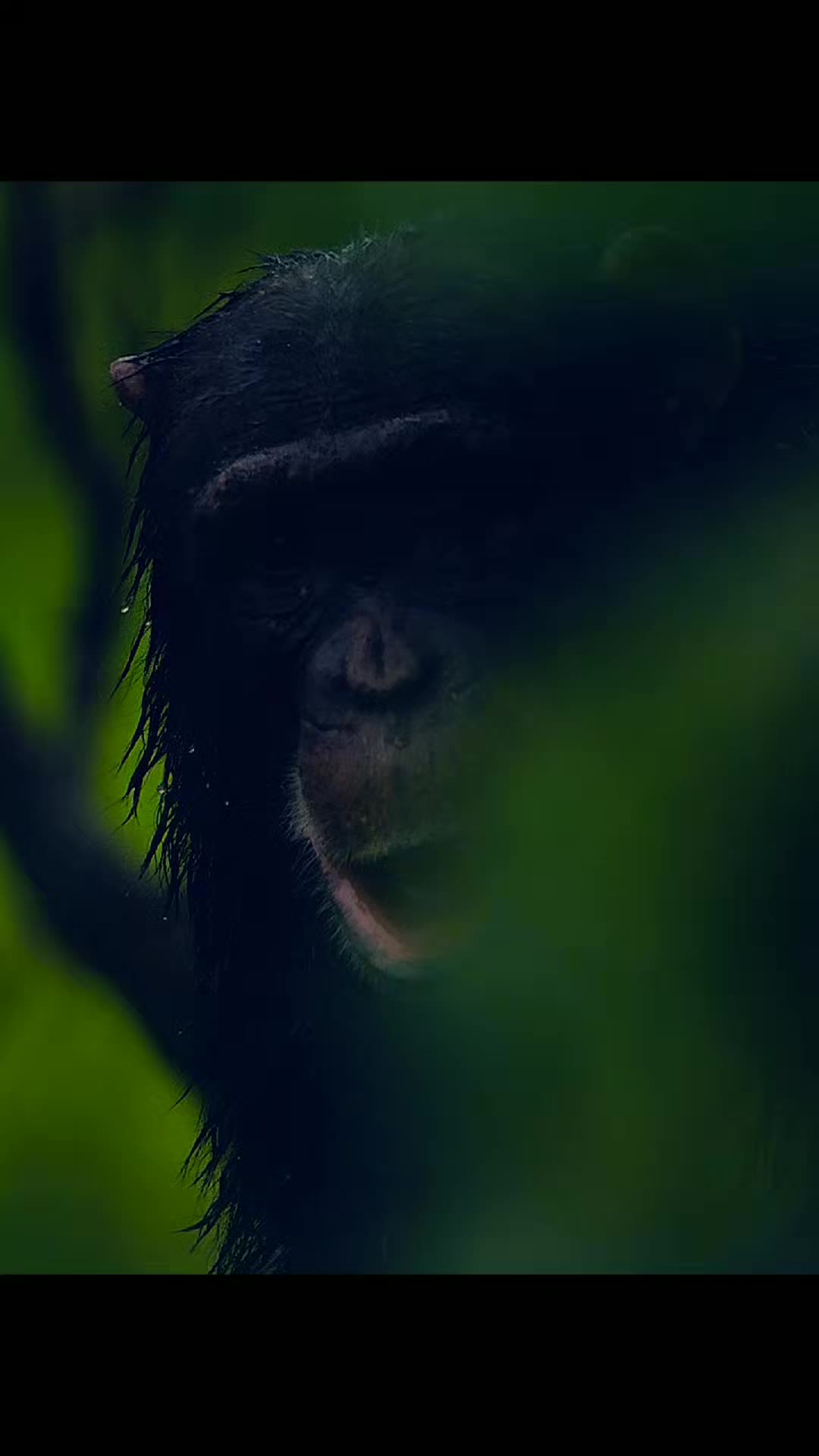@Animallovers