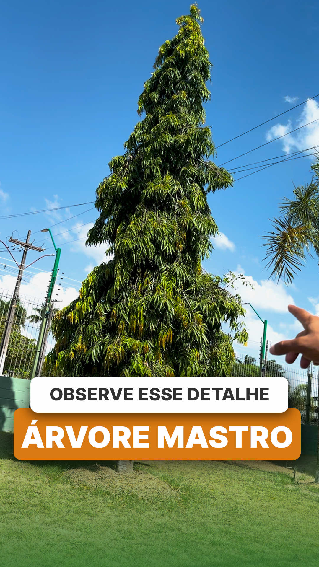 @ViveiroProMudas