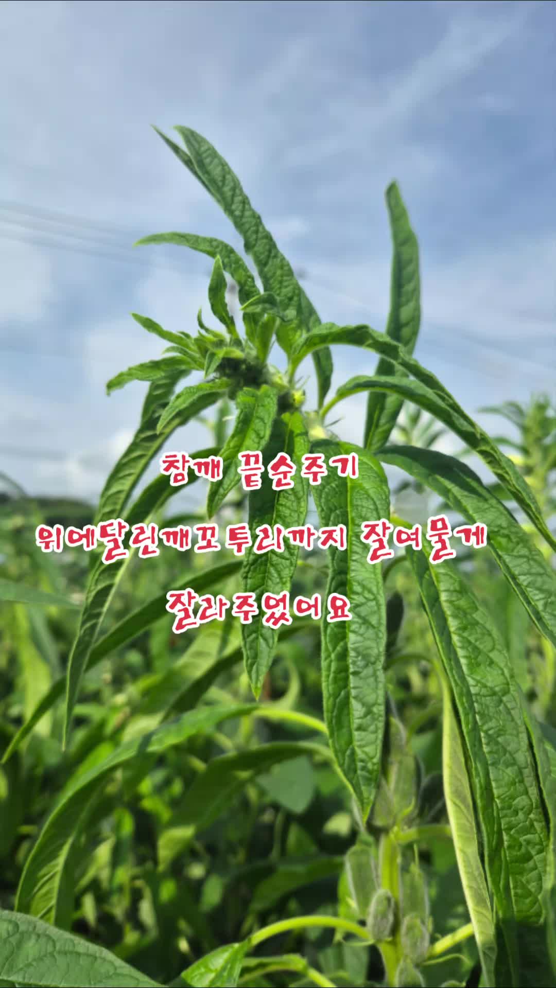 @๐ฐ๐ท๐์ก์ฐํฌ๋์ธ๋๐๐ฐ๐ท