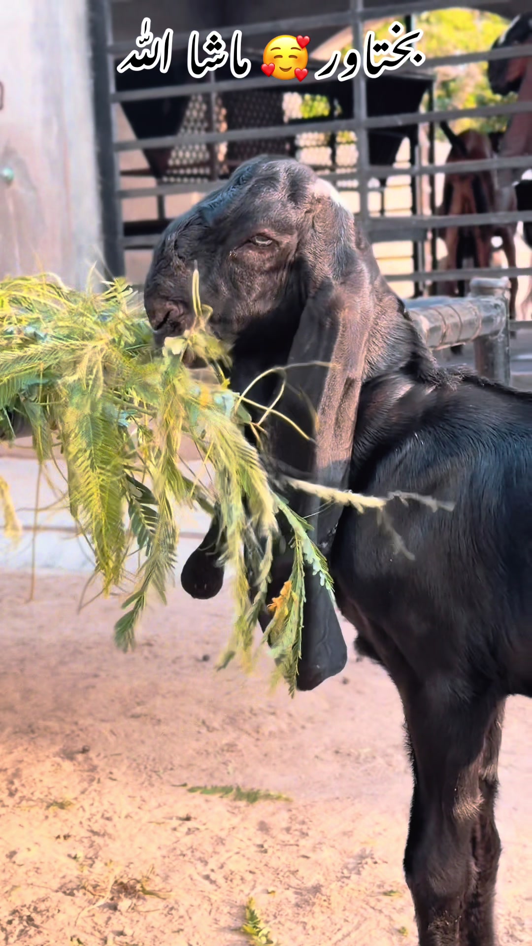 @Chohan Goat Farm Sialkot