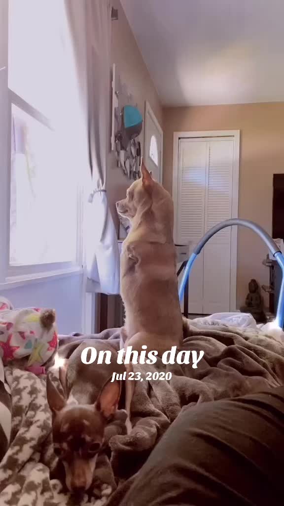 @TurboRoo the 2Legged Chihuahua