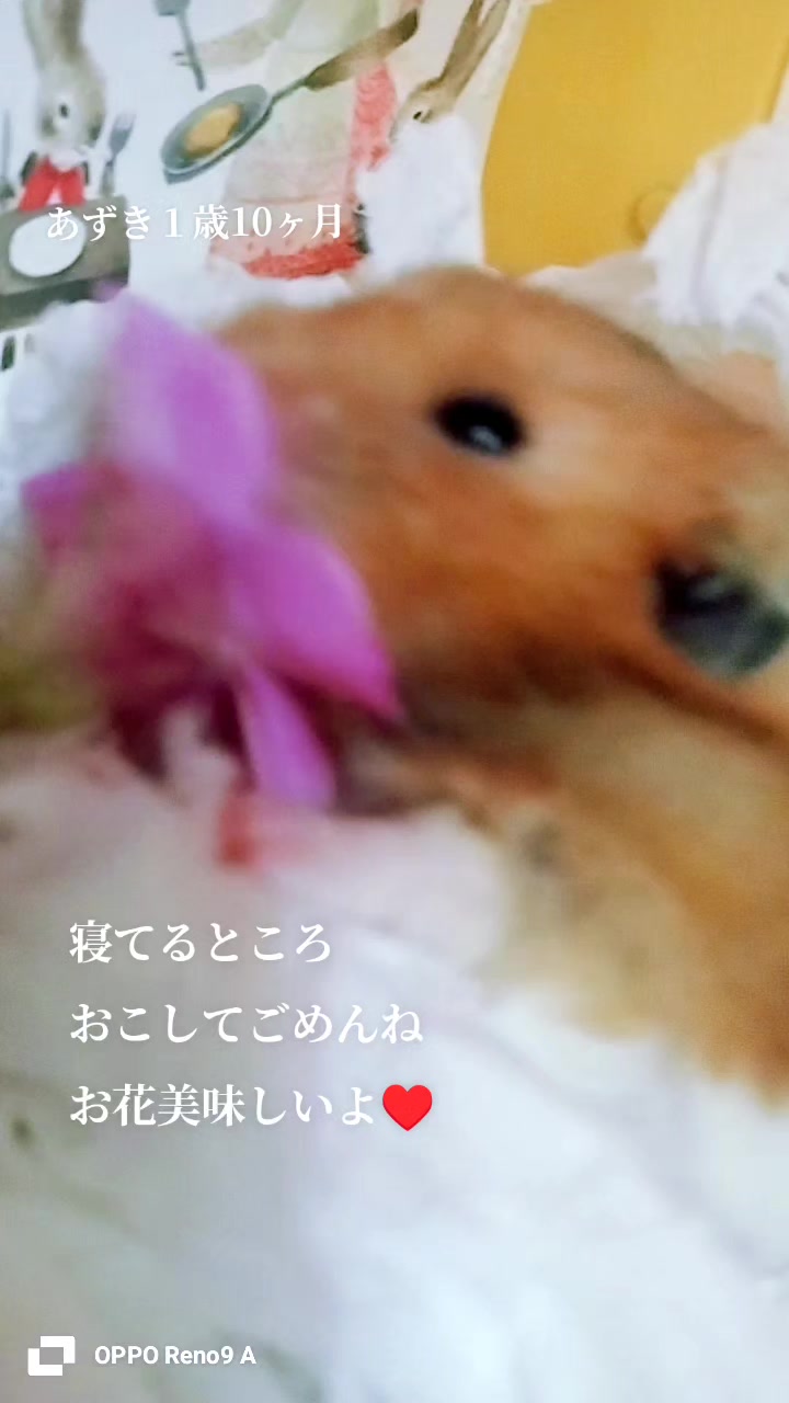 @🌿ありごれん🌿薬草🌿