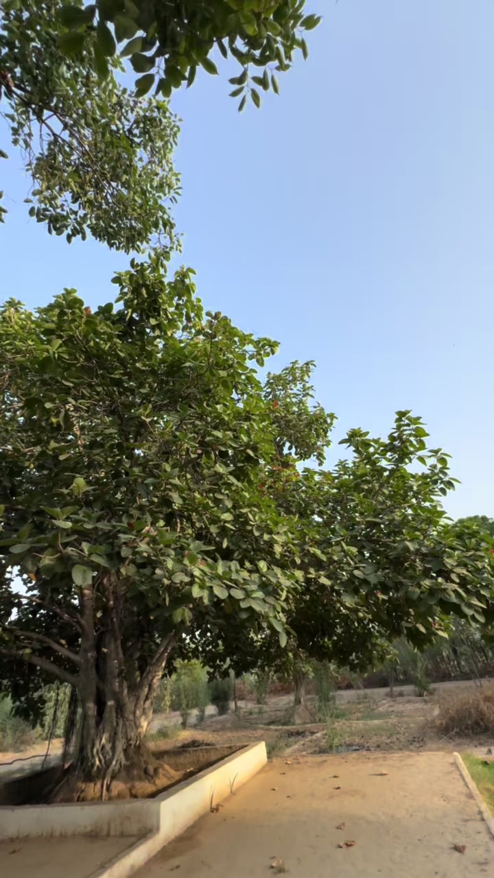 @chaudhariali786✨
