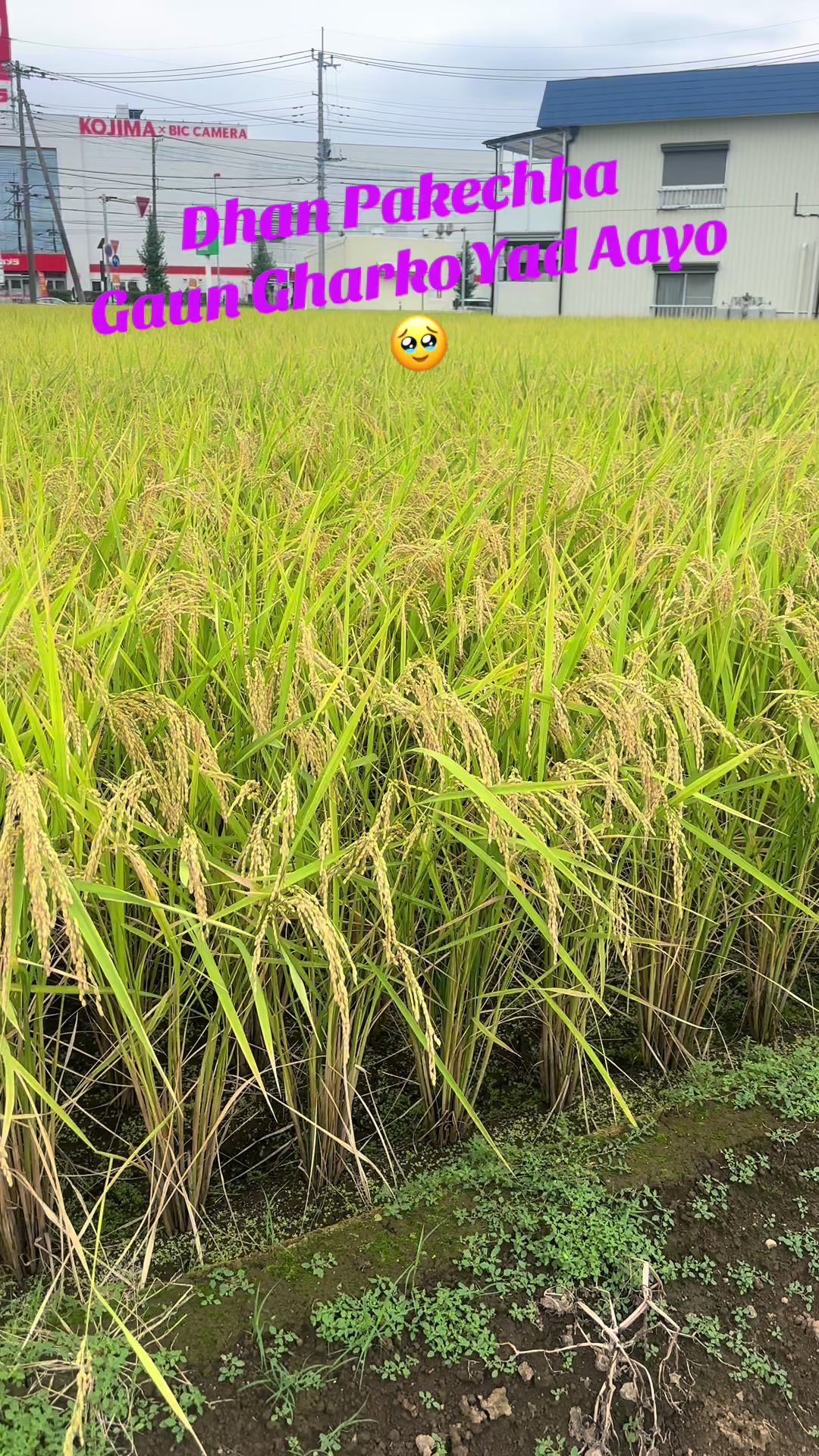 @Laxman Gharti magar