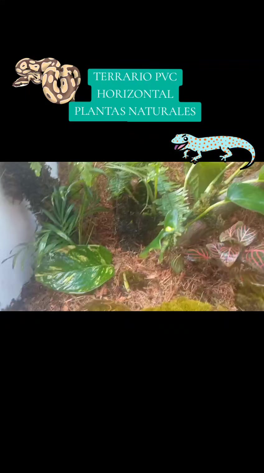 @Rodrigo EXOTIC AQUARIO