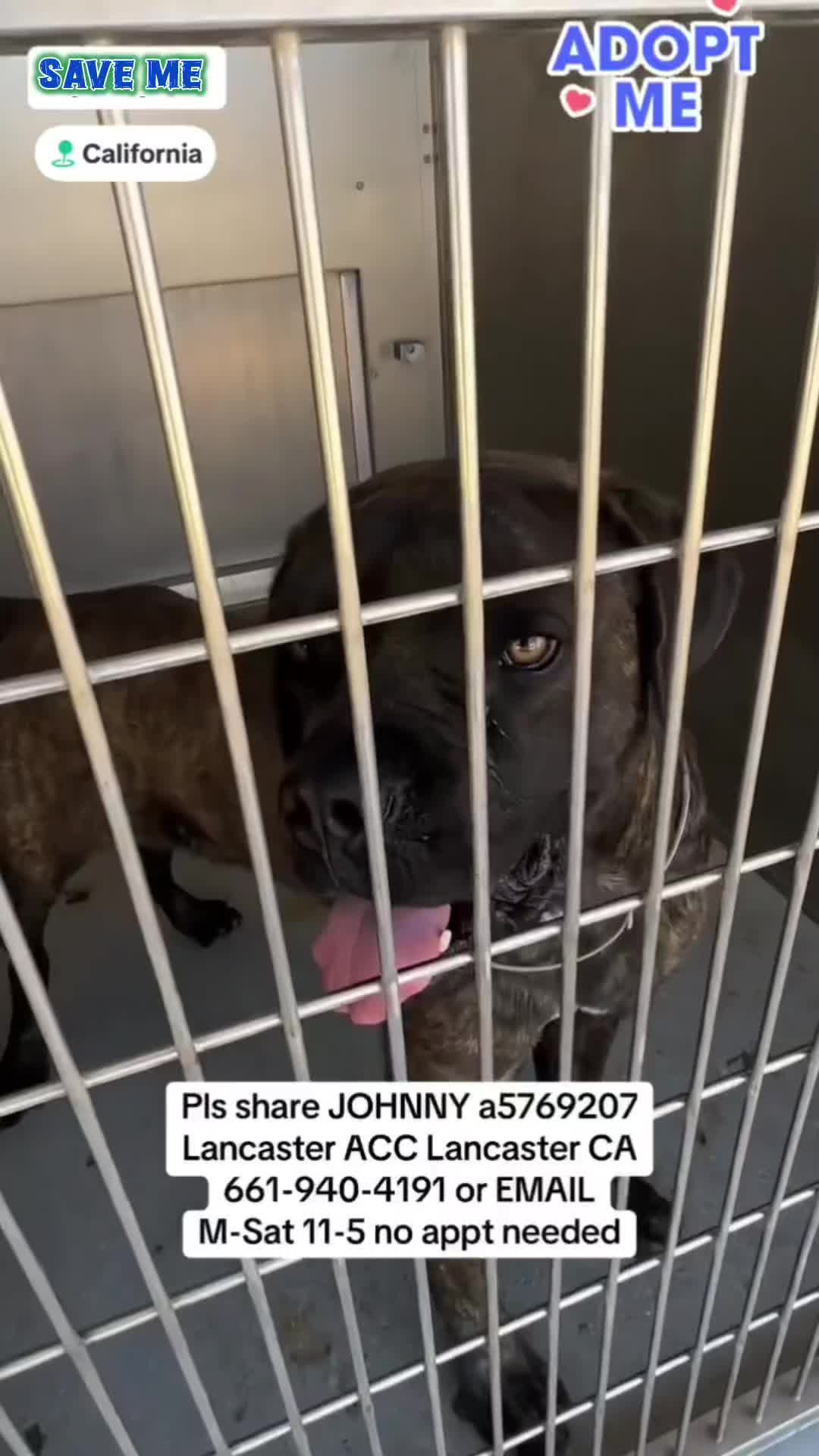 @Saving Mastiffs