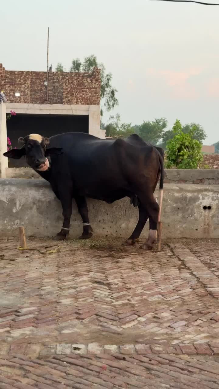 @GUJJAR DAIRY FARM