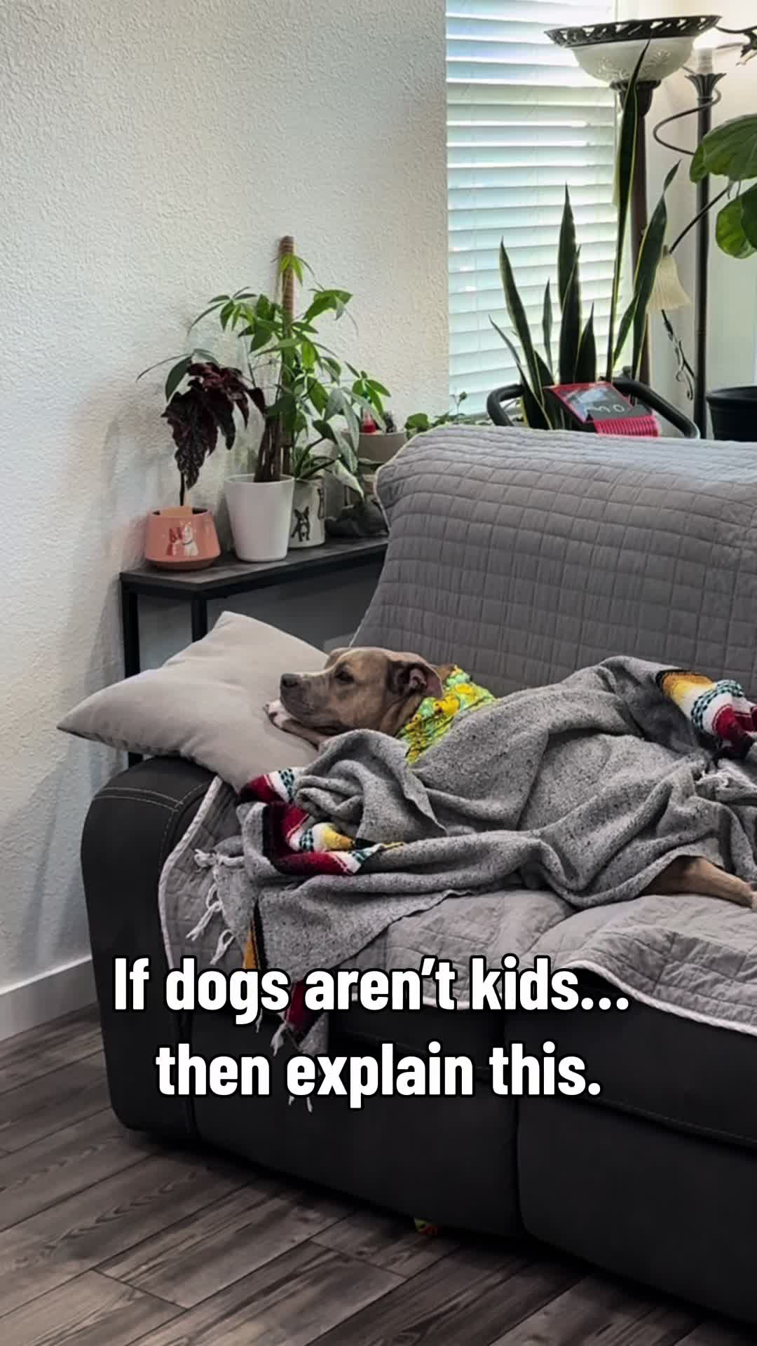 @Indie.pittie