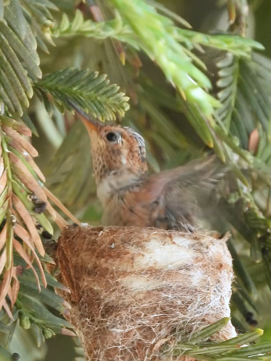 @unreal_hummingbirds