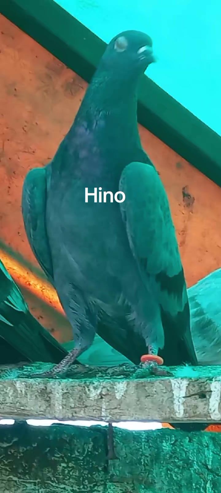 @Ranakasuripigeon