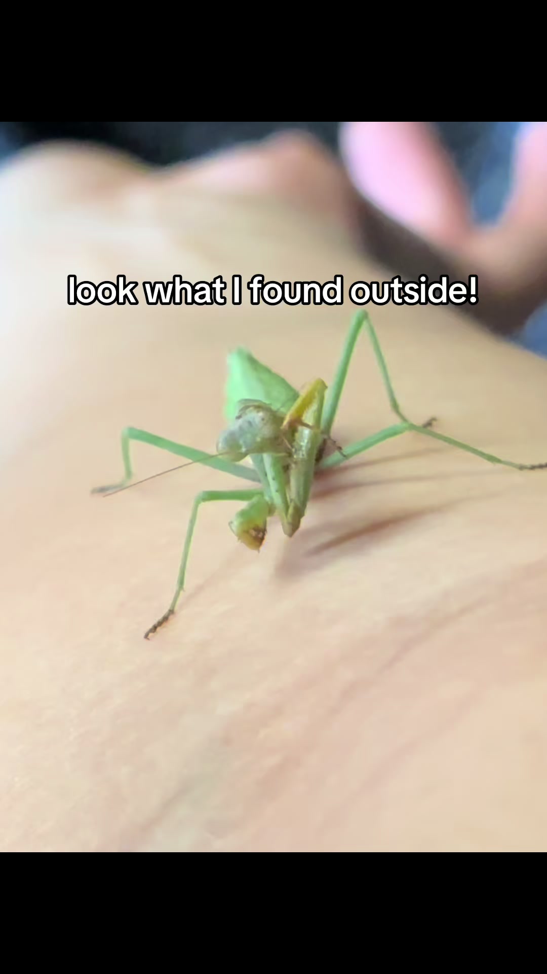 @Paige the bug