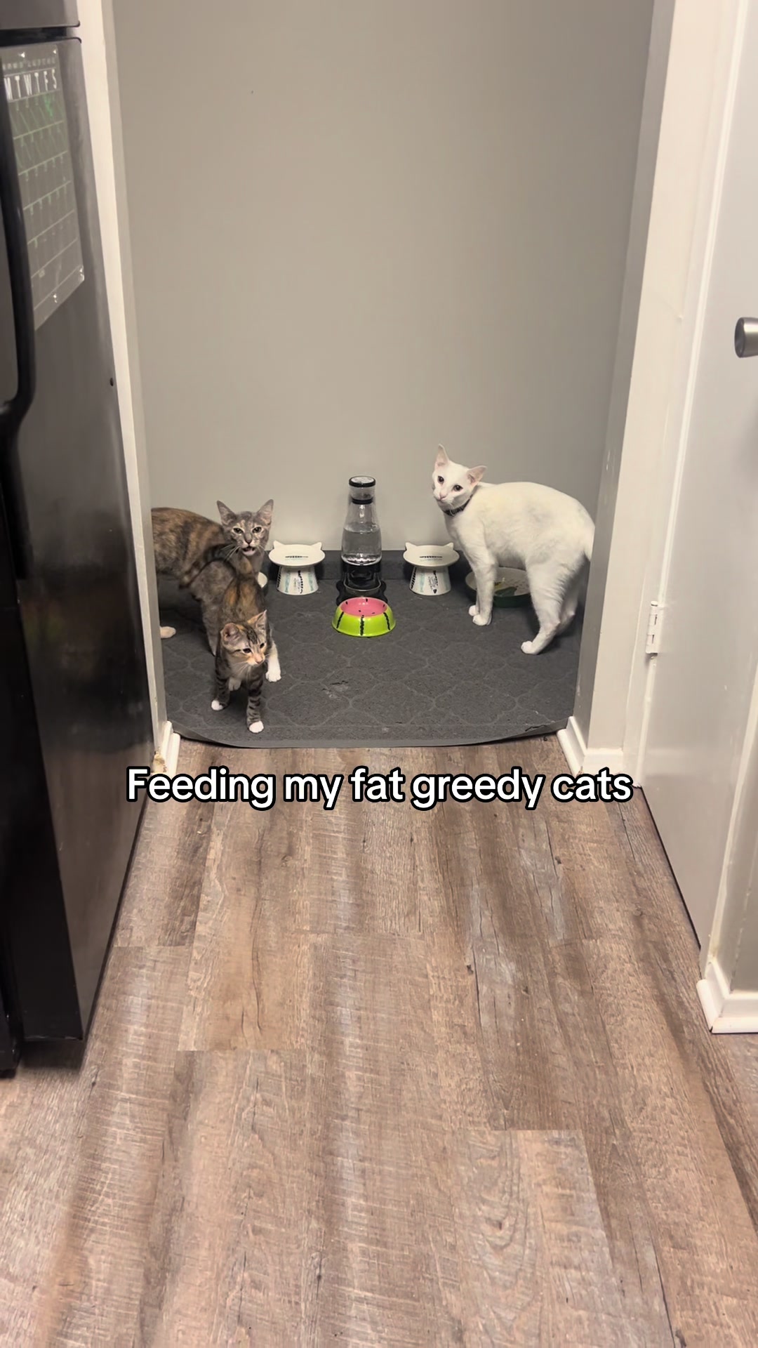 @Houseofpets