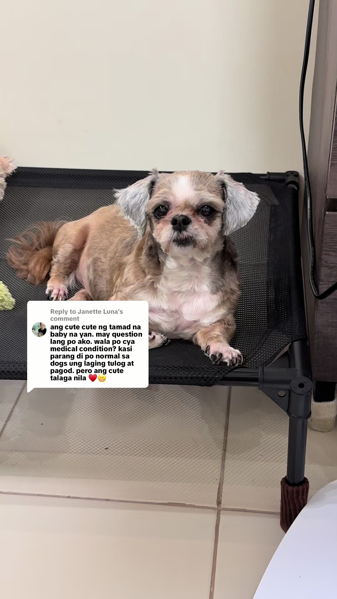 @Nella and Lucky the Shih🐶