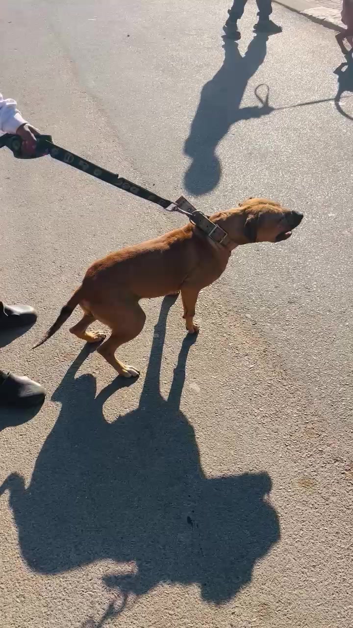 @game dogs apbt