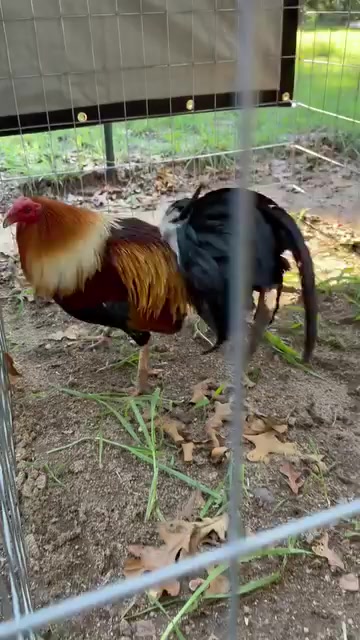 @G3 Farm & Fowl Supplies