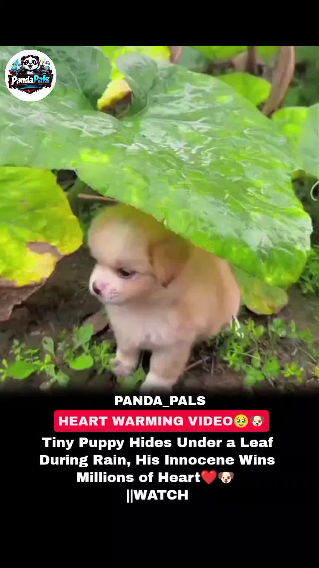 @PandaPals