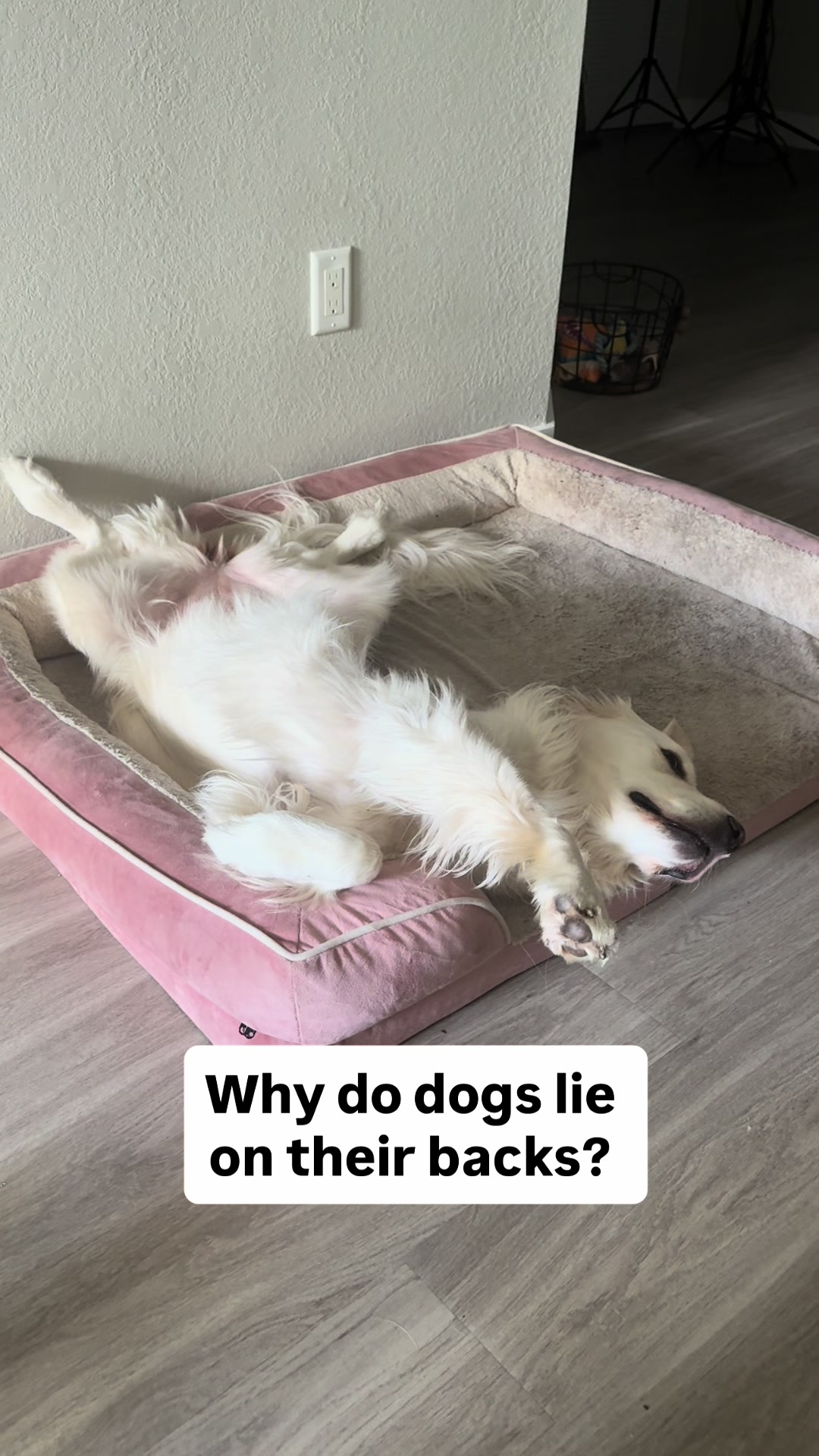 @PetFitness