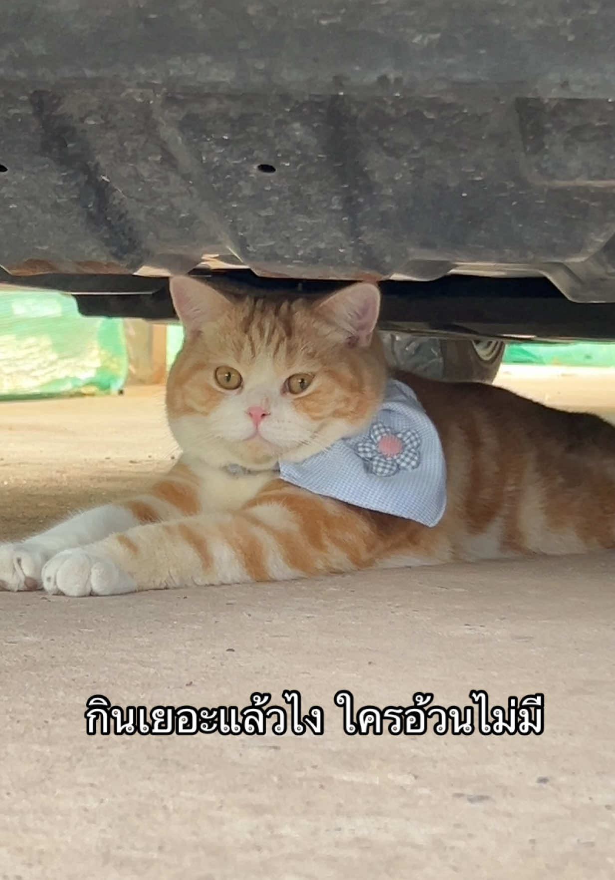 @กาฟิวส์ แมวสกปรก
