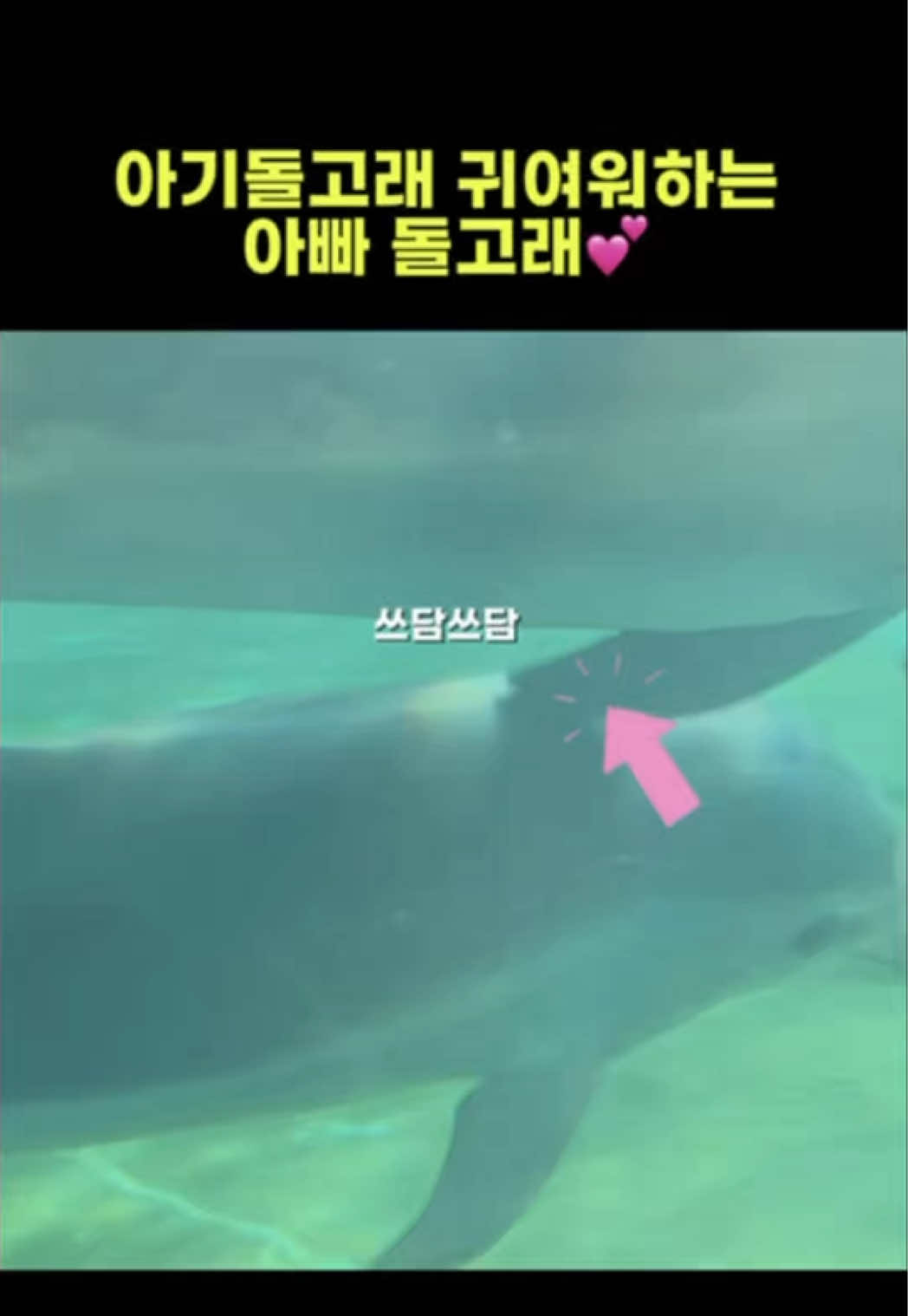 @DolphinTok