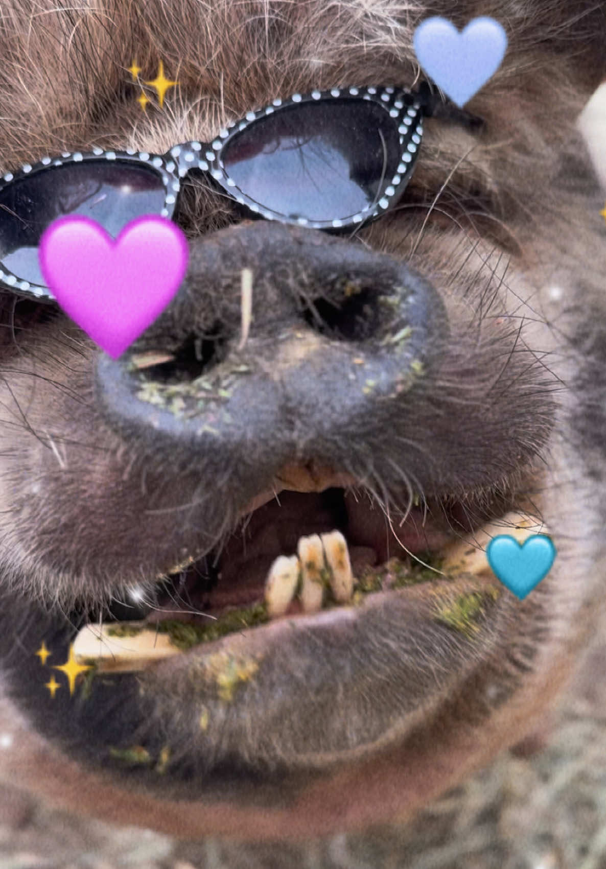 @thewinstonthepig