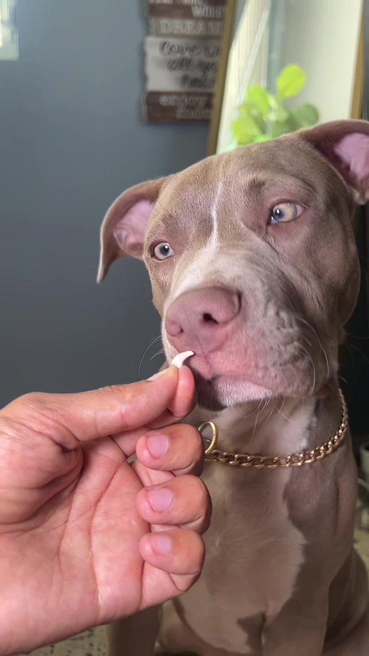 @Thor El Pitbull