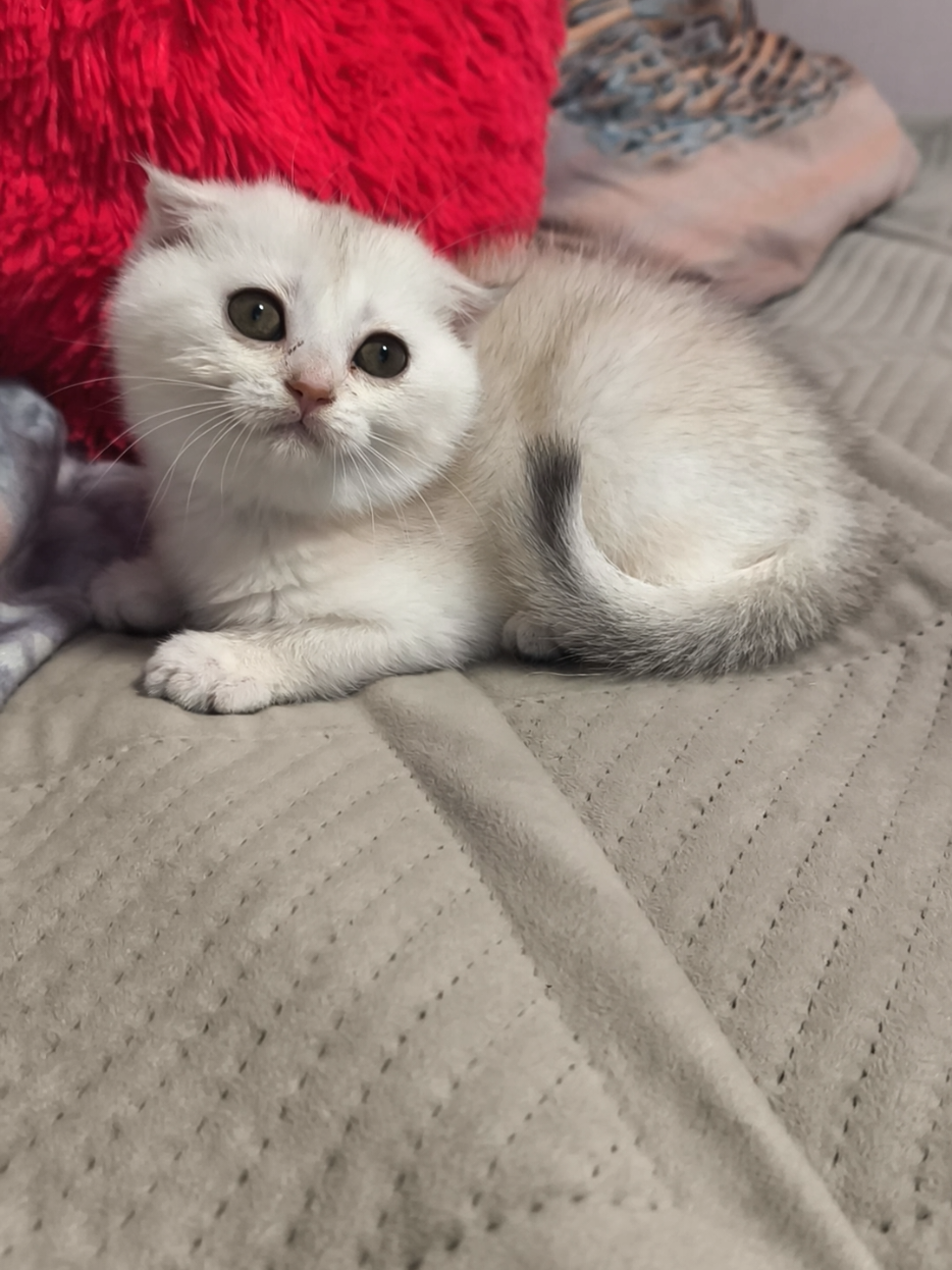 @Кошенята шотландські 😻
