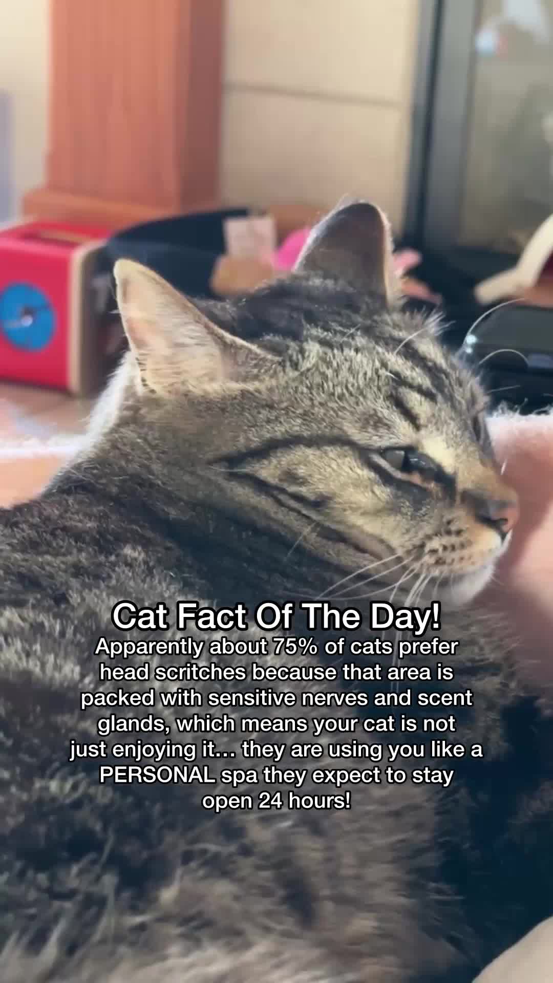 @Chip The Manx