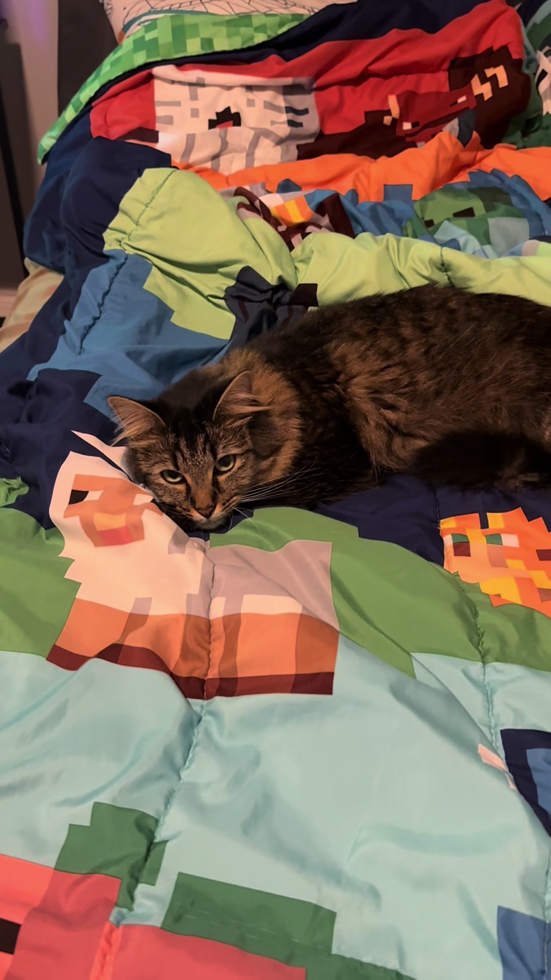 @RoxySnowballCatDrama