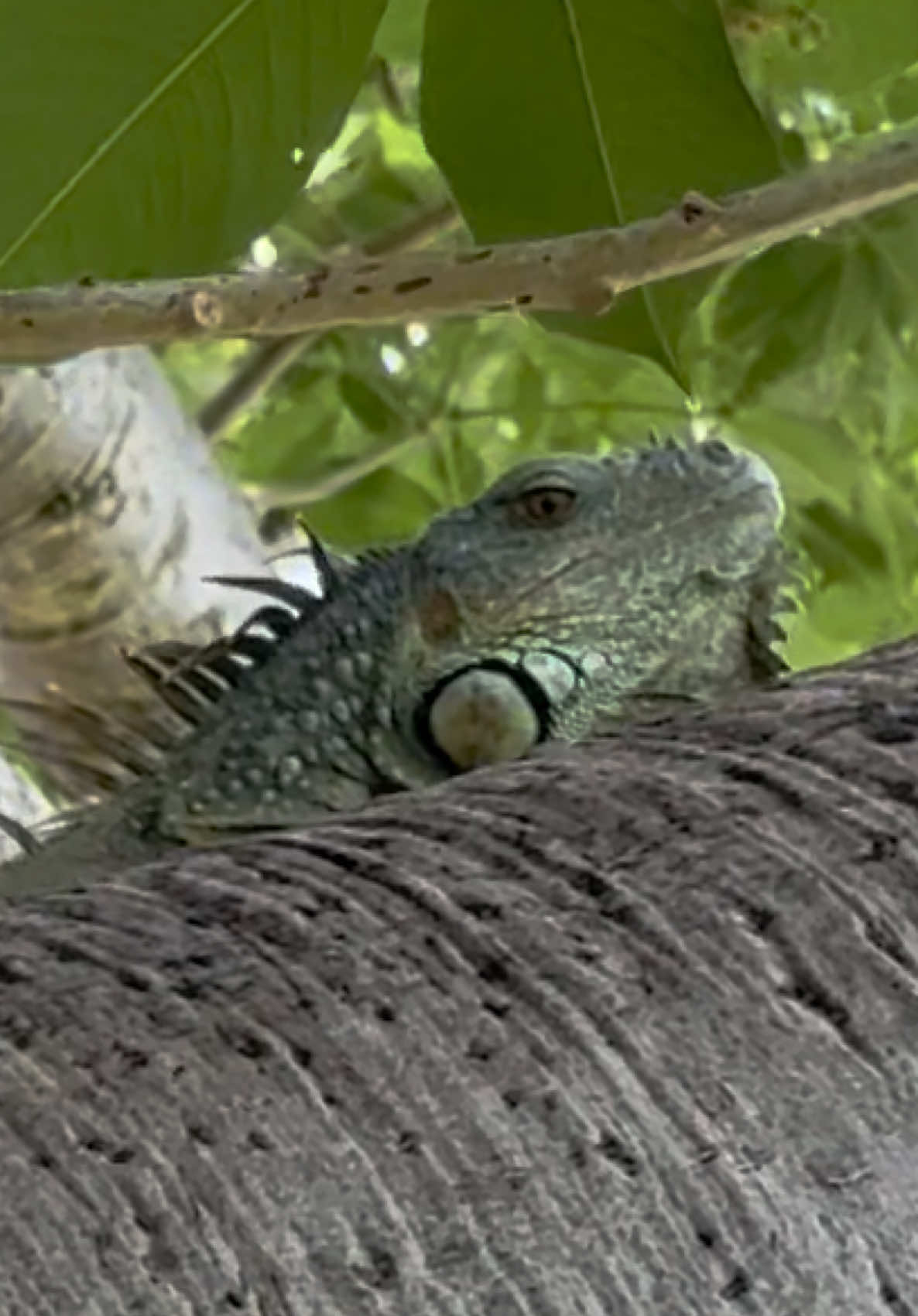 @Tommys_reptiles