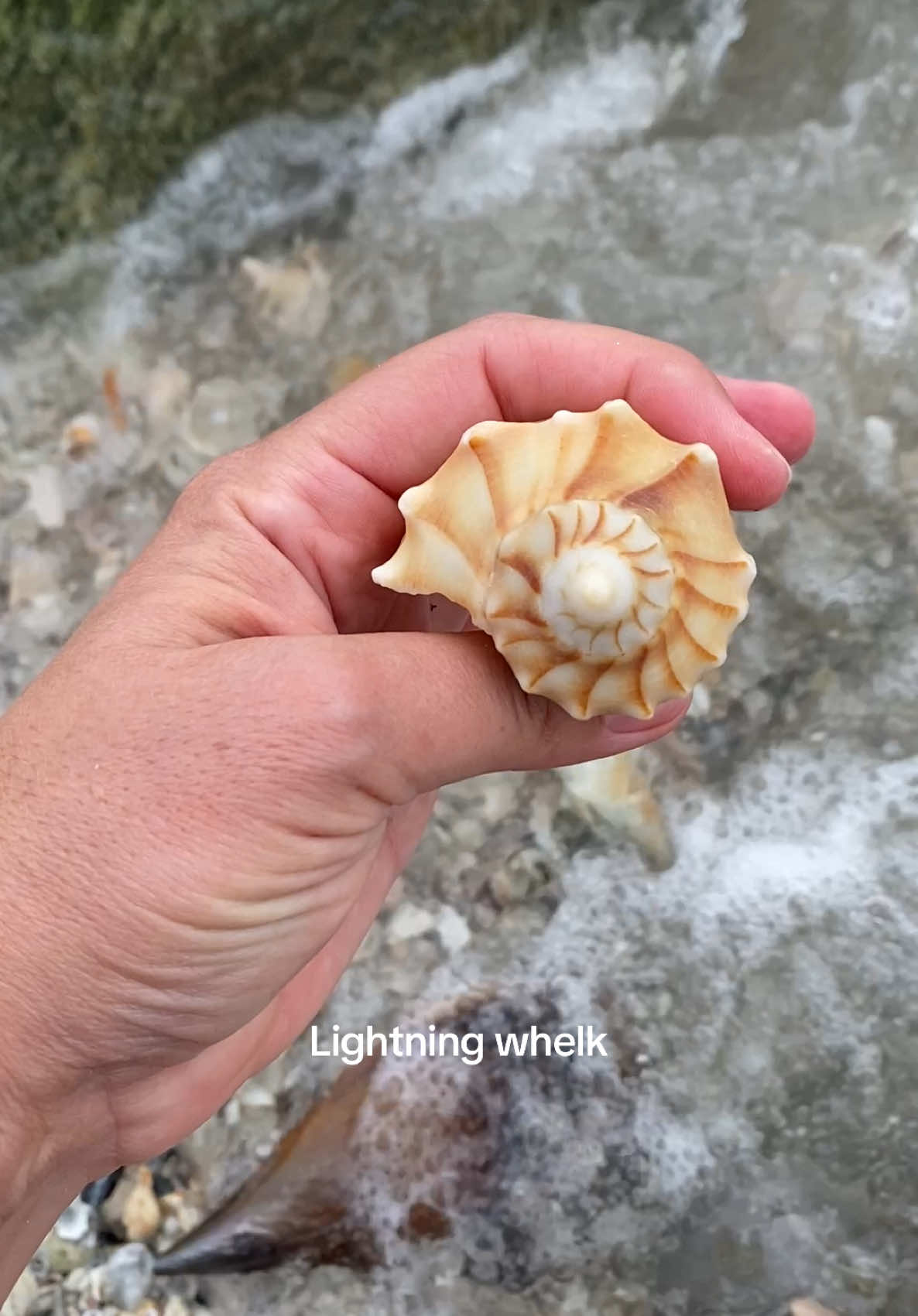 @🐚Jojo🌴