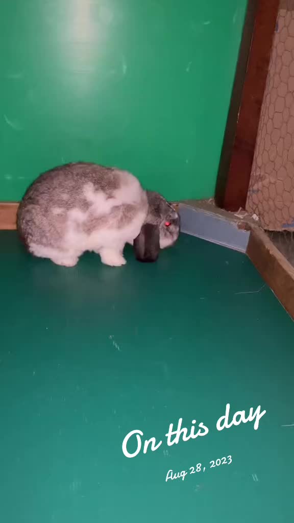 @Mrdivaandgizmoandfriends