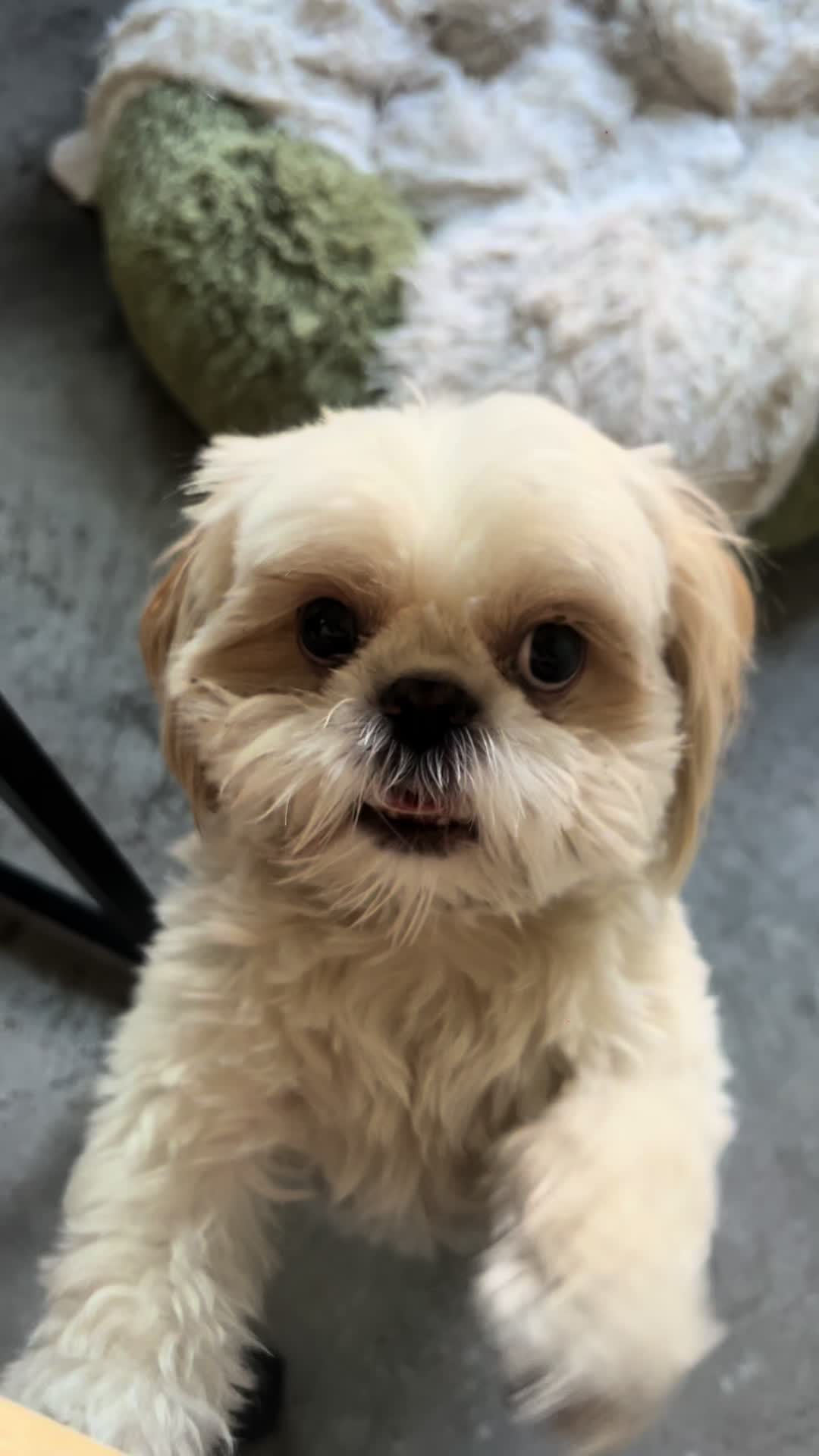 @Hugh the Shih Tzu