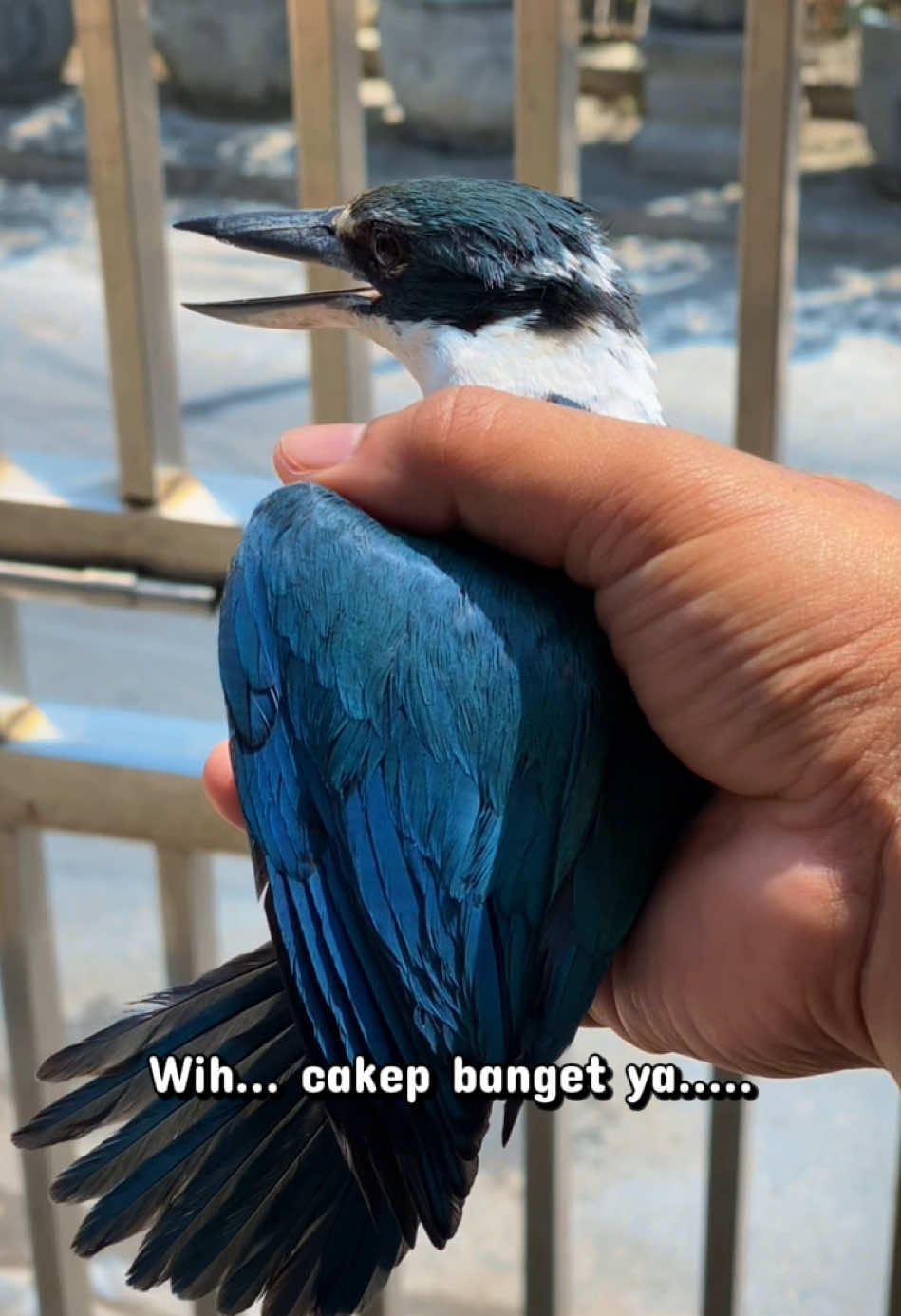 @GeDang Manuk