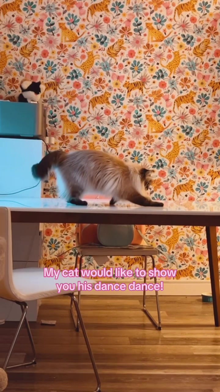 @My Cat Is People 🇨🇦