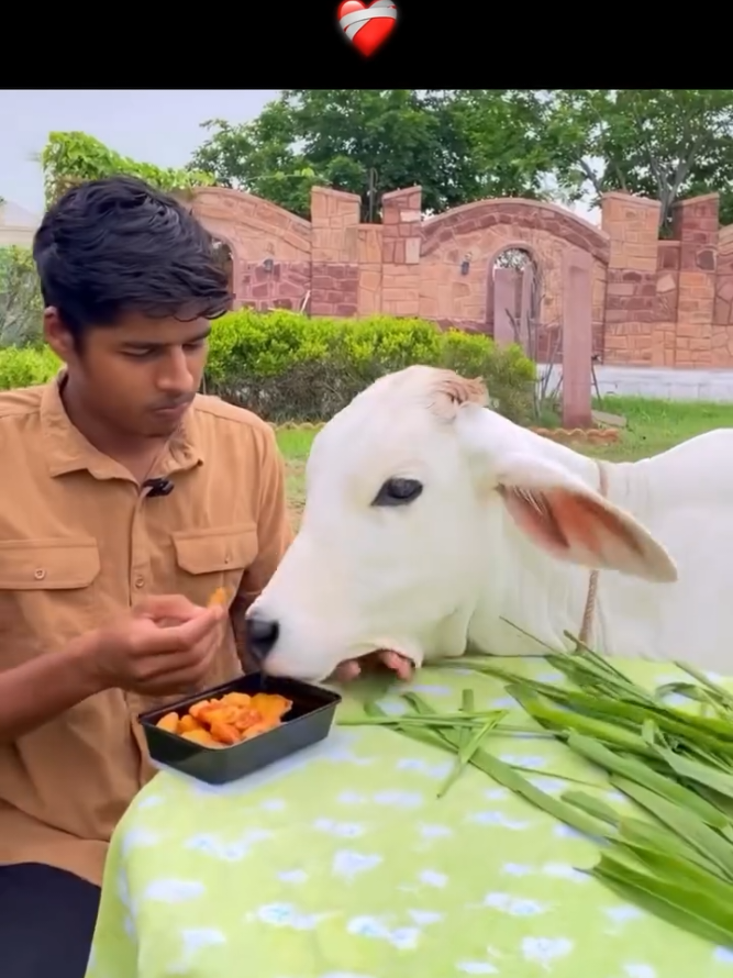 @cows_b_like