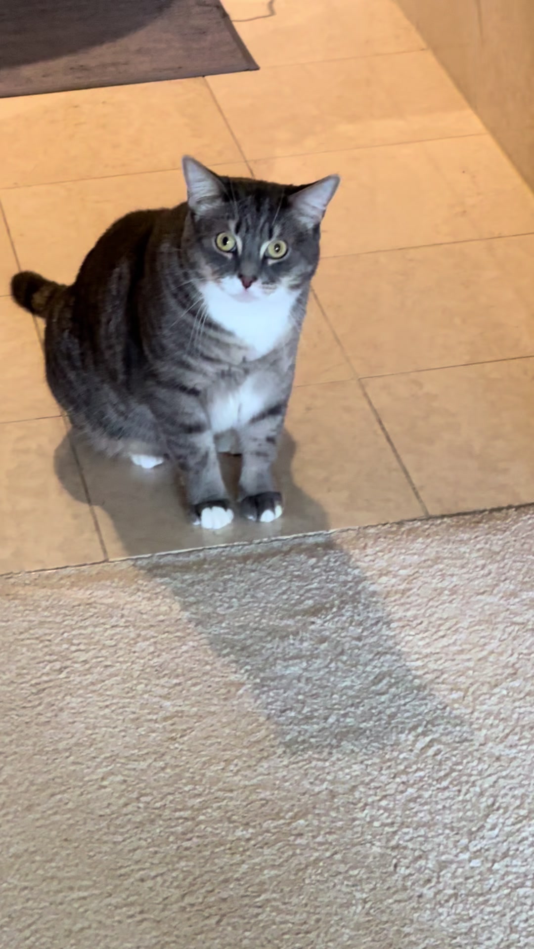 @猫のテツ