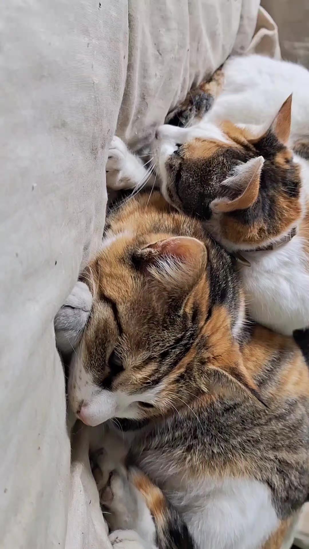 @ぱぁ〜るほわいと
