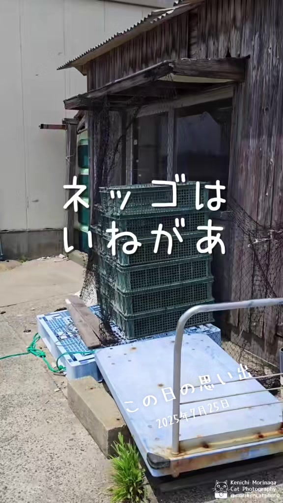 @猫写真家 森永健一
