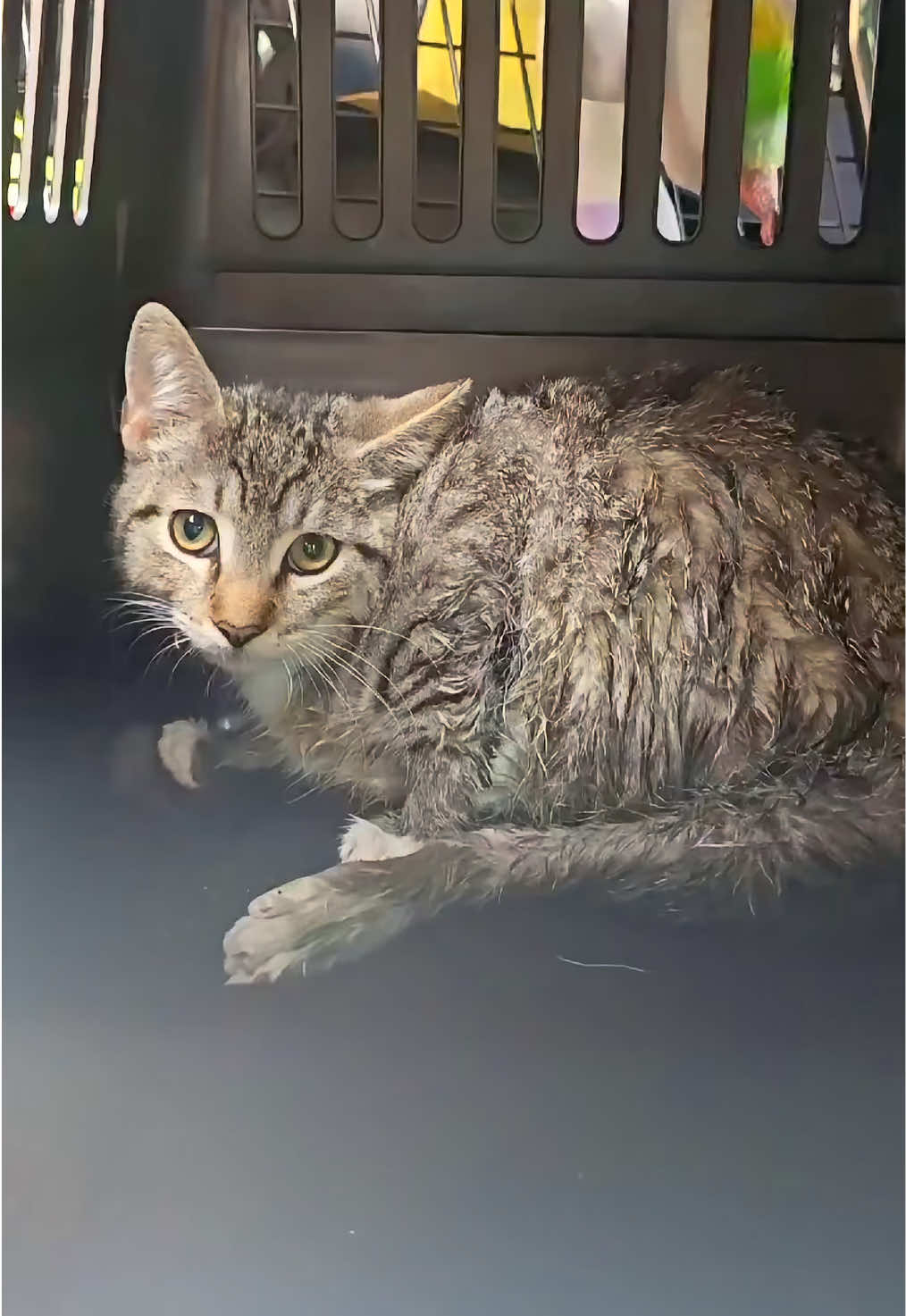 @aria_cats_rescue