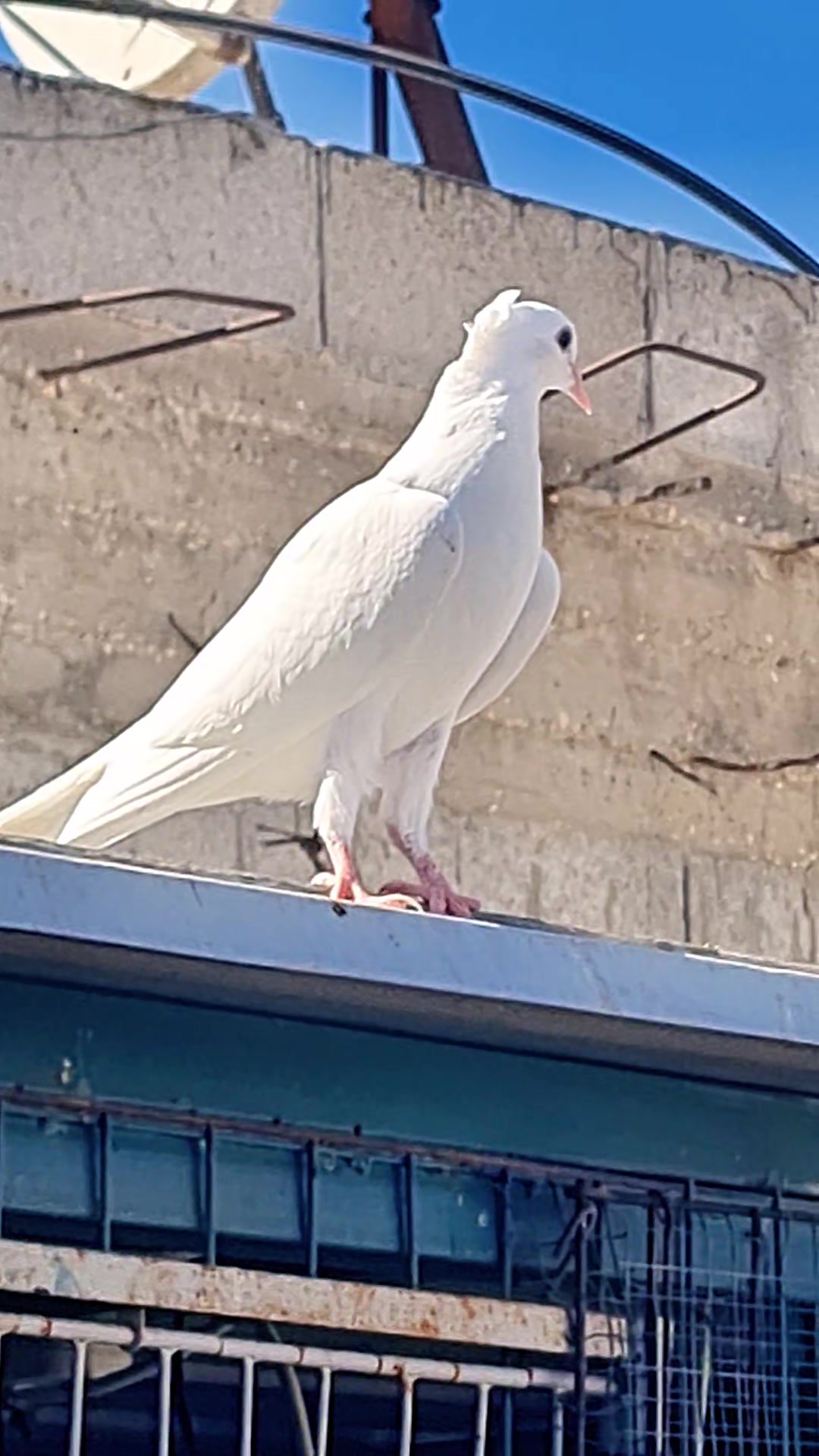 @Pigeons Tv