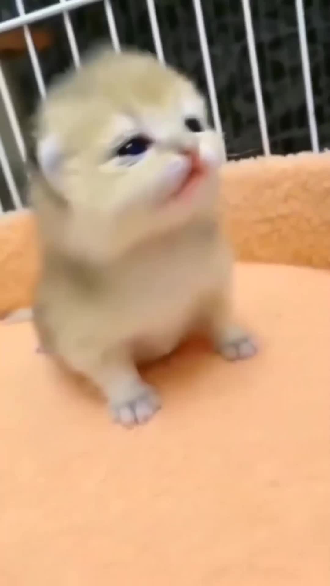 @ThaiFlash