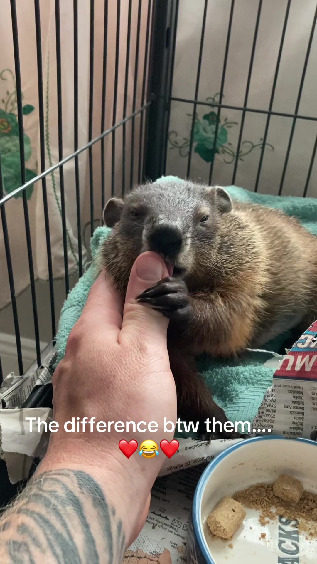 @Wilbur the Woodchuck