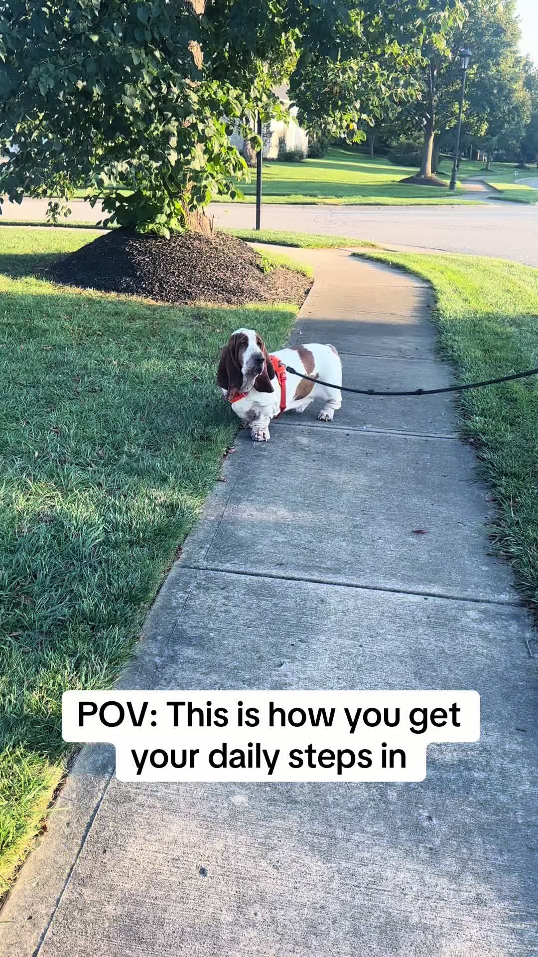 @Lisa 🐾🐶