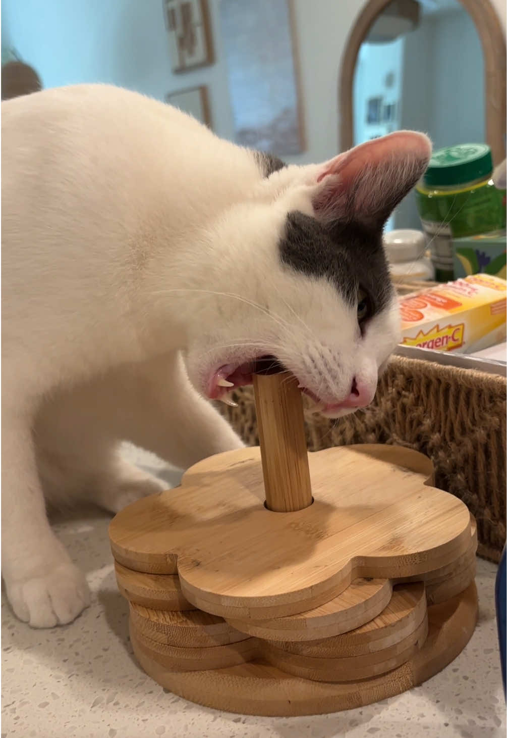 @Mimi Wawa Meow