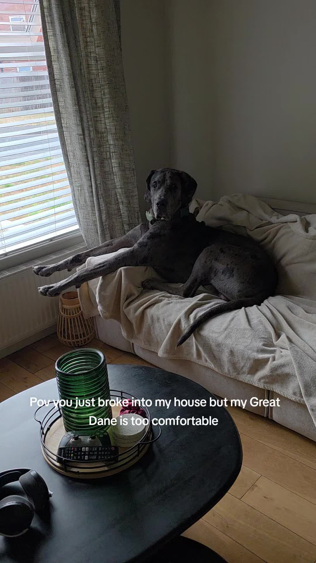 @Magnus the GREAT DANE