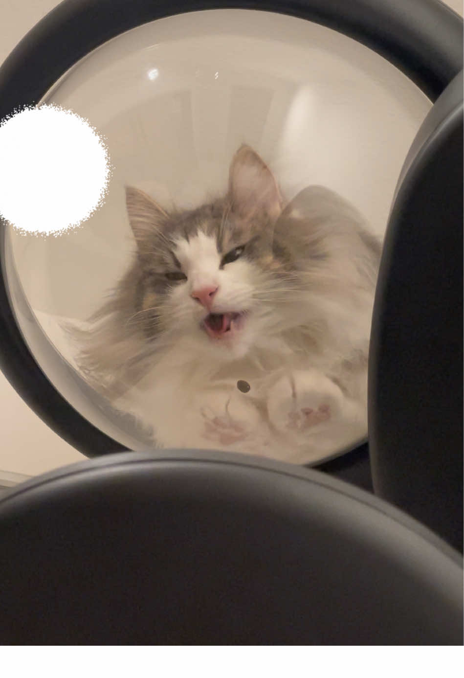 @ねここ様