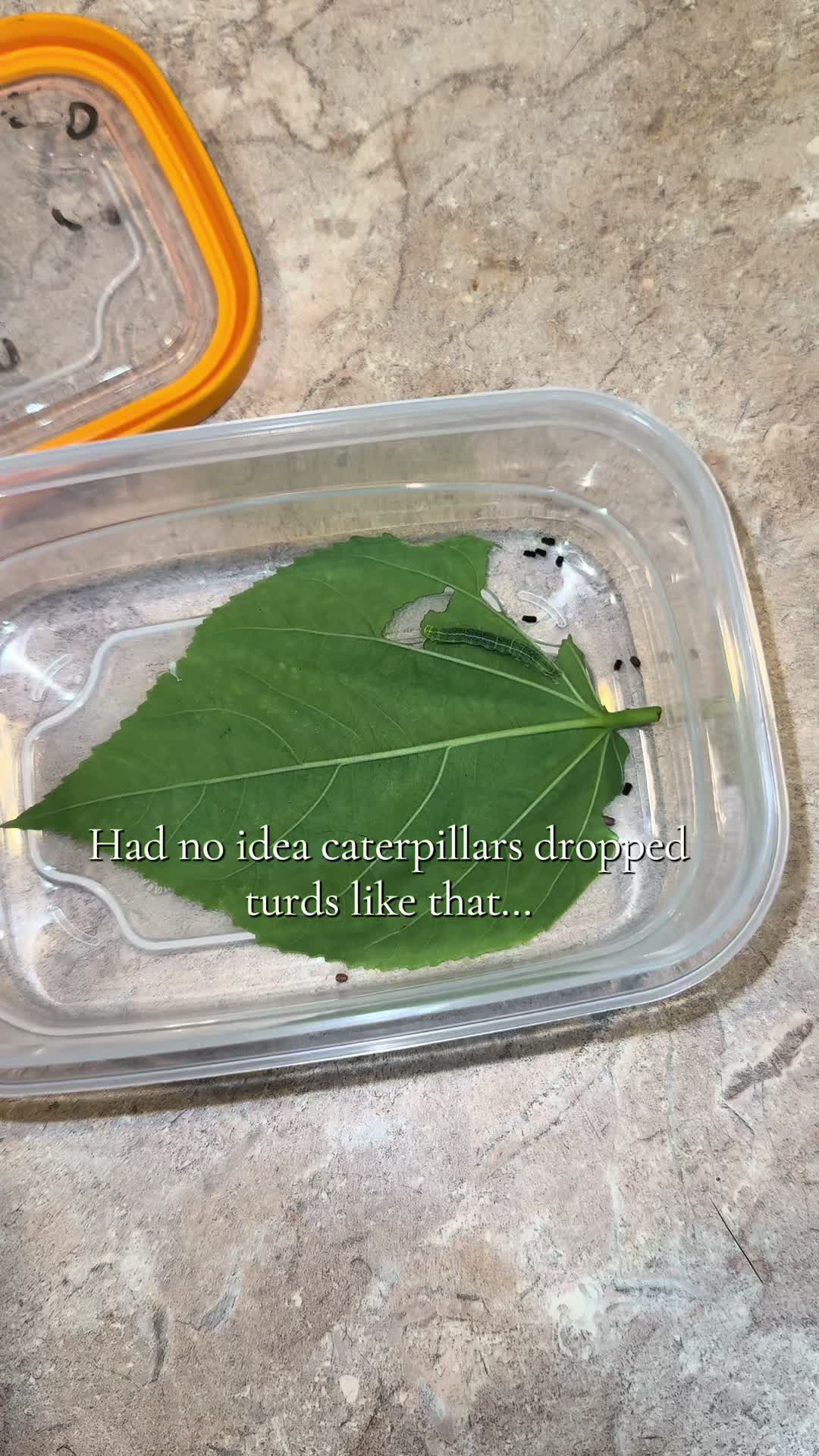 @𝓗𝓪𝓷𝓷𝓪𝓱