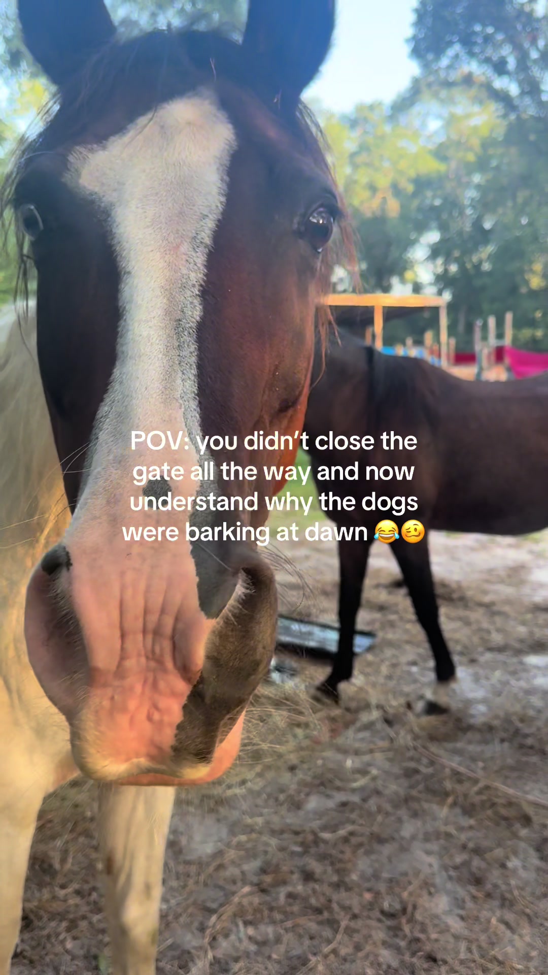 @🐎 Coach CeeJae
